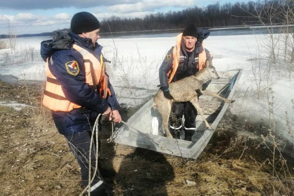 Косуля чуть не утонула в реке Дон. Фото: Министерство региональной политики и массовых коммуникаций Ростовской области