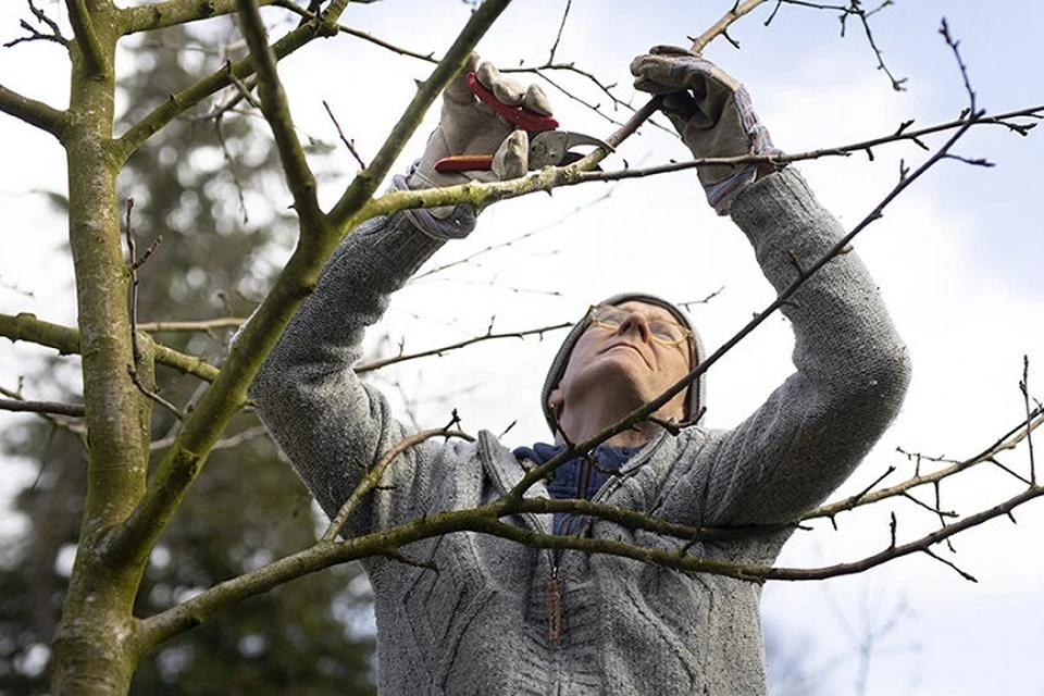 Решения об обрезке деревьев в Минских дворах будут принимать комиссионно. Фотоиллюстрация: GLOBAL LOOK PRESS.