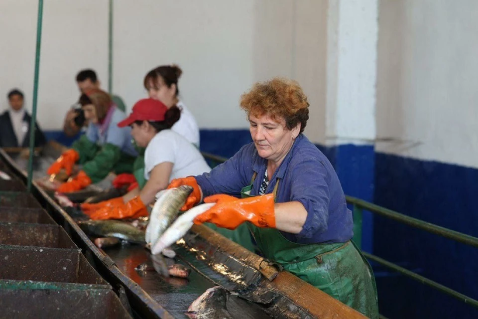В ДНР будут поставлять рыбу из Астрахани. Фото: ГОСВОДРЫБХОЗ ДНР