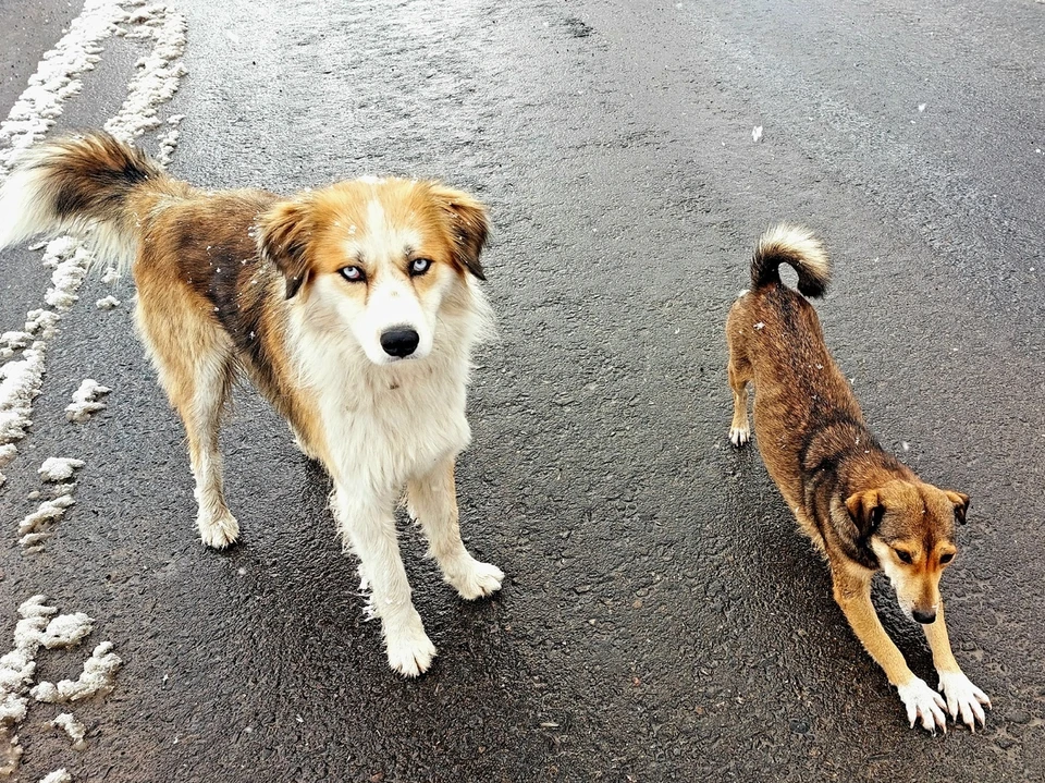В Коми женщина мешала отлову бездомных собак. Фото: Екатерина ЧЕРНУХА.