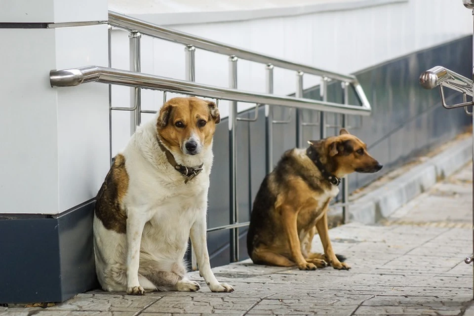 Разрешить эвтаназию предложили из-за увеличения числа нападений агрессивных собак на людей