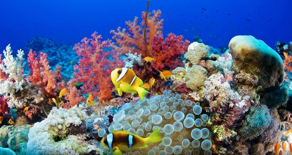 Биологи из Таиланда надеются восстановить красоту коралловых рифов. Фото:соцсети