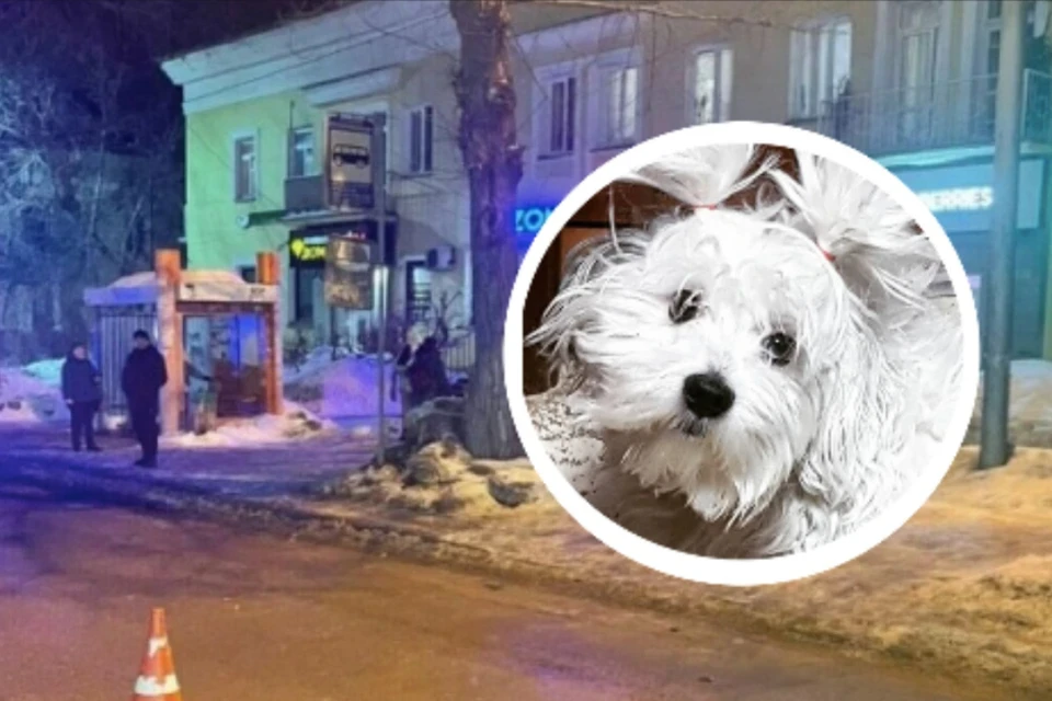 Женщина сбила девушку с собакой и скрылась с места ДТП. Фото: ГИБДД по Новосибирску // Предоставлено потерпевшей