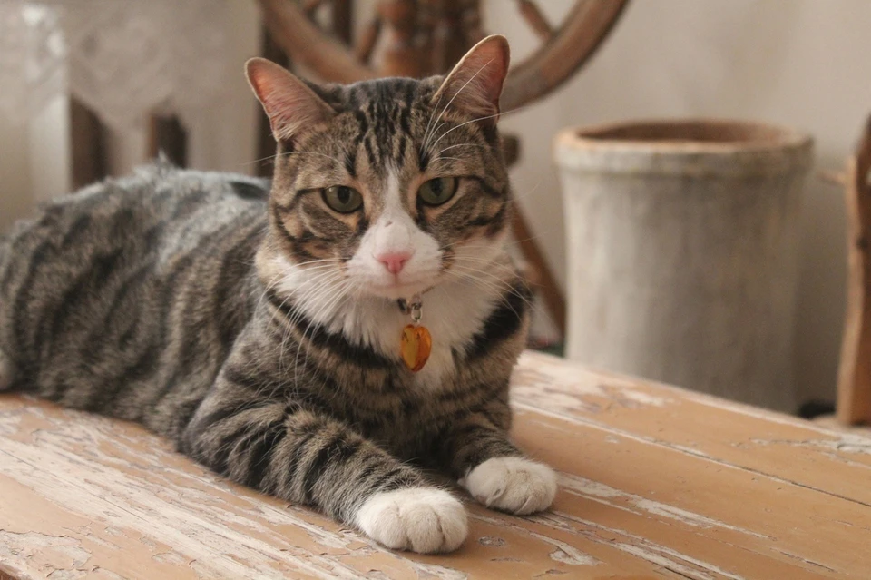 Музейный кот Пас из Выльгорта отметит в мае свой первый юбилей. Фото: Музеи Сыктывдина.