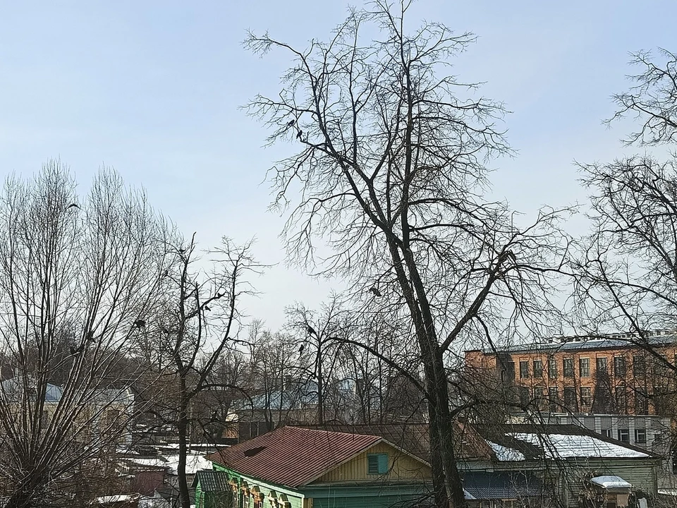 Фото: вернувшихся с зимовки грачей заметили 26 марта в Костроме