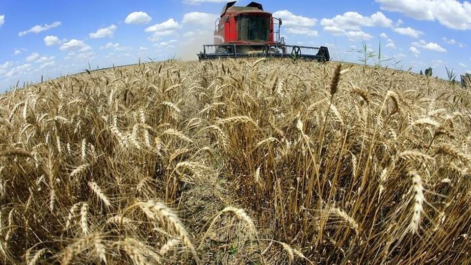 Внутренние цены на зерно рухнули. Фото: соцсети