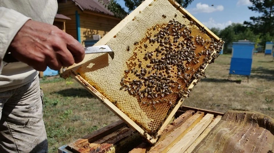 В Тверской области пчелы заразились варроатозом