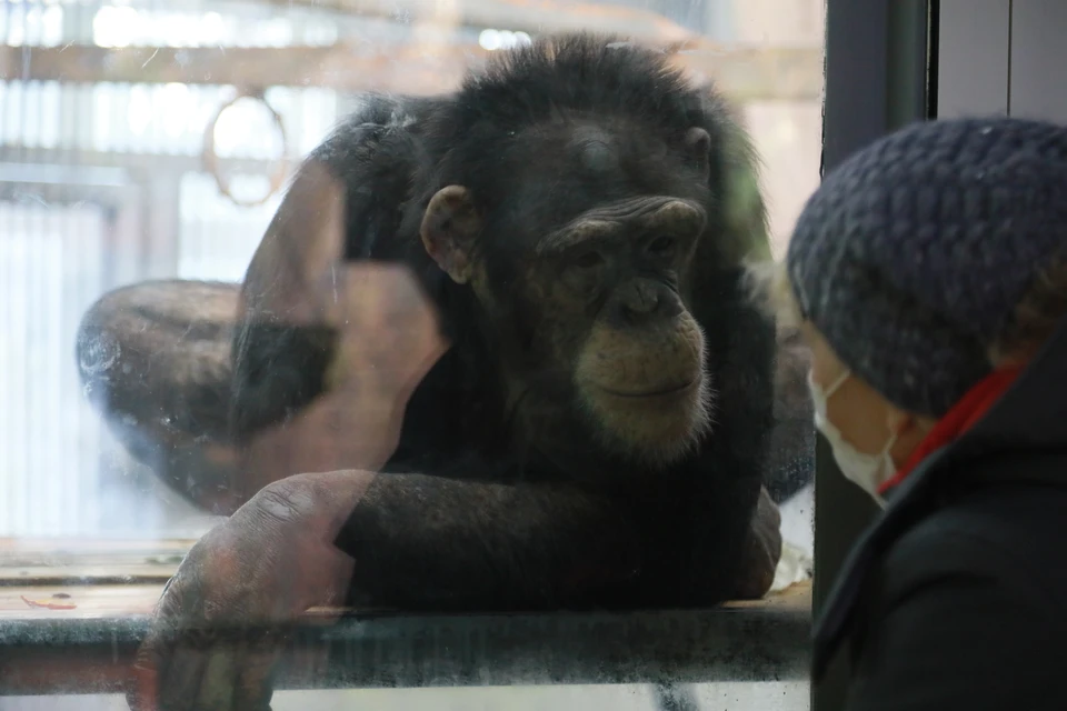 Шимпанзе умеет рисовать гуашью и акварелью.