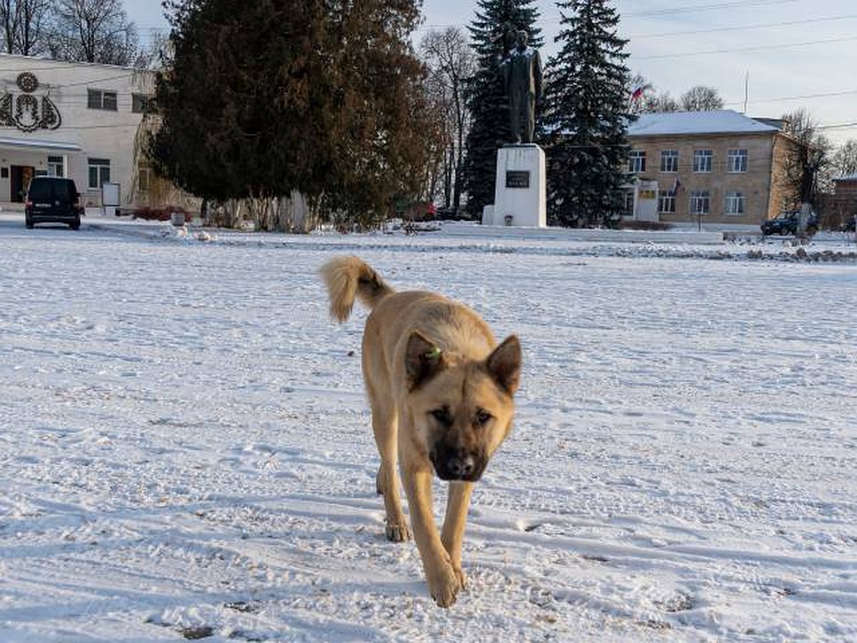 Больше 550 бездомных собак отловили в Иркутске за три месяца 2024 года -  KP.RU