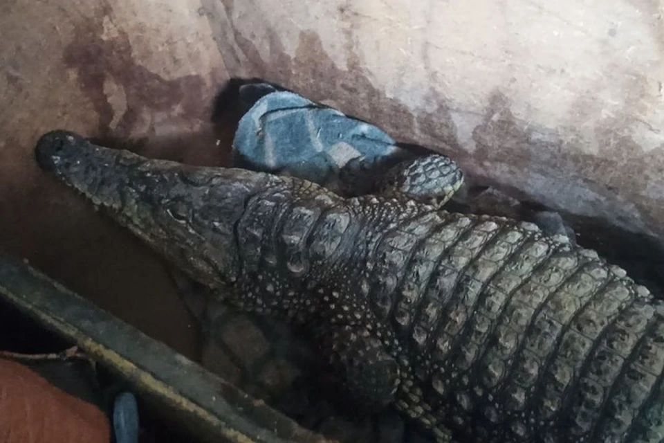 Крокодила нашли в кузове грузовика. Фото: пресс-служба Федеральной таможенной службы