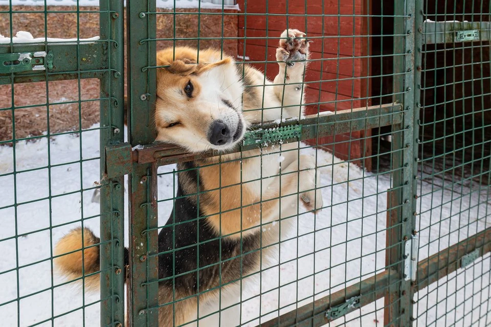 В Новосибирске запустили опрос об эвтаназии бездомных животных.