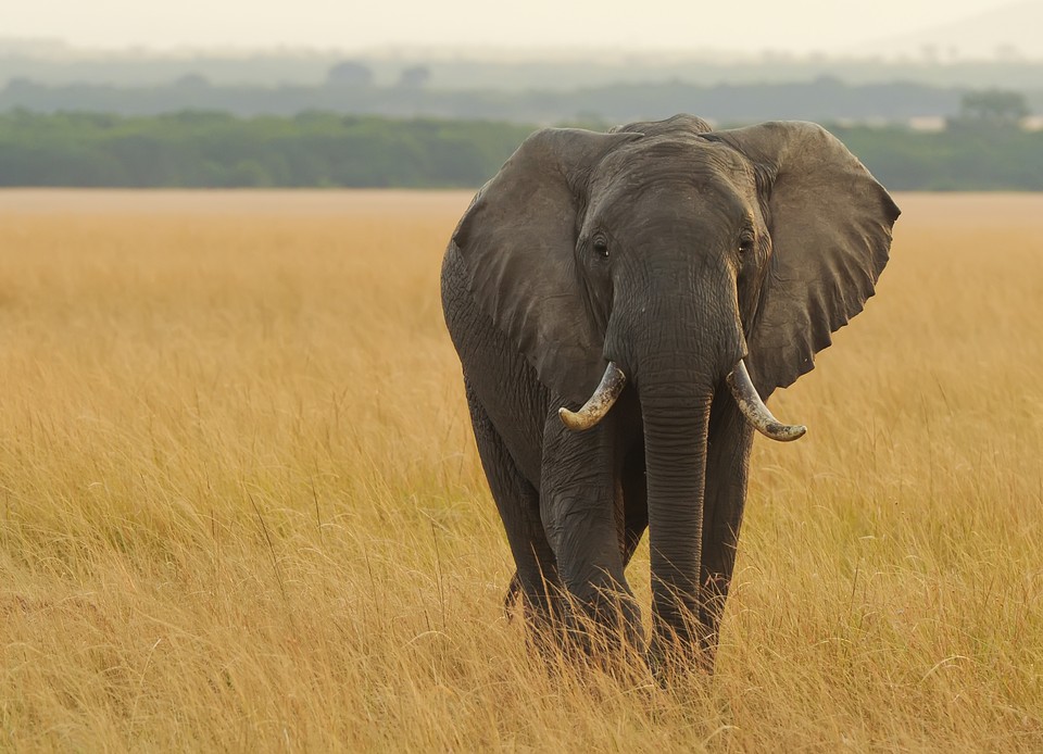Президент Ботсваны пригрозил заселить Европу слонами
