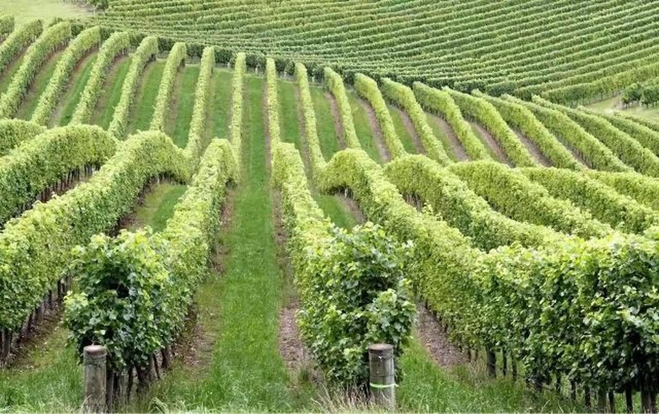 Площадь виноградников в ближайшие десять лет могут сократиться вдвое... (Фото: соцсети).