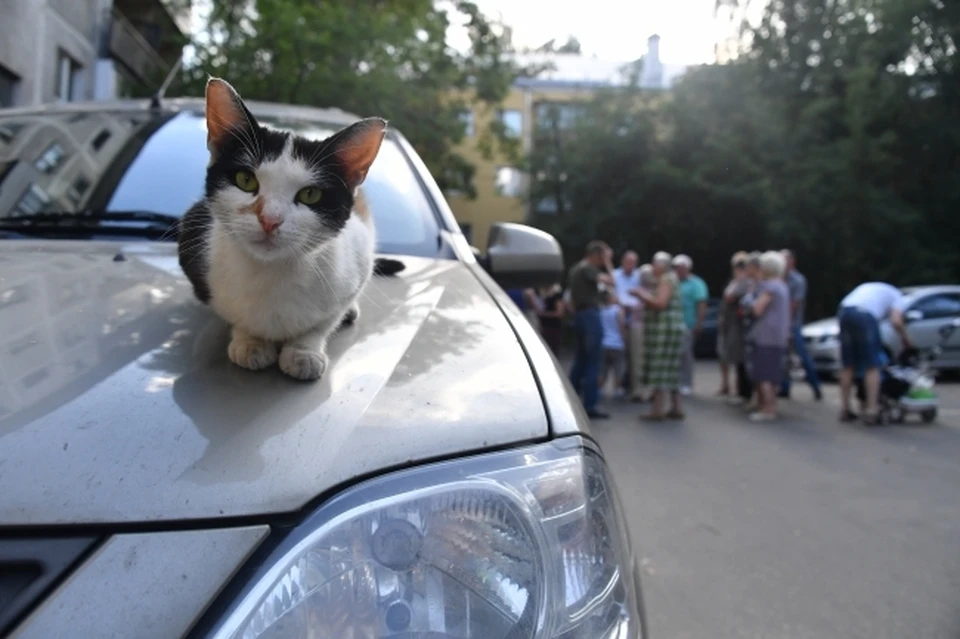 Фото: В Саратове 18-летний юноша запрыгнул на капот чужой иномарки для съемки видео-ролика