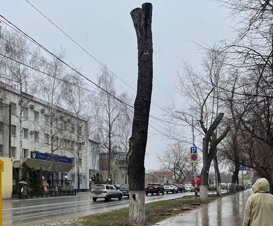 Тополям на улице 12 Сентября в Ульяновске из-за инфекции глубоко обрезали кроны | ФОТО: телеграм-канал Симбирский шугожор