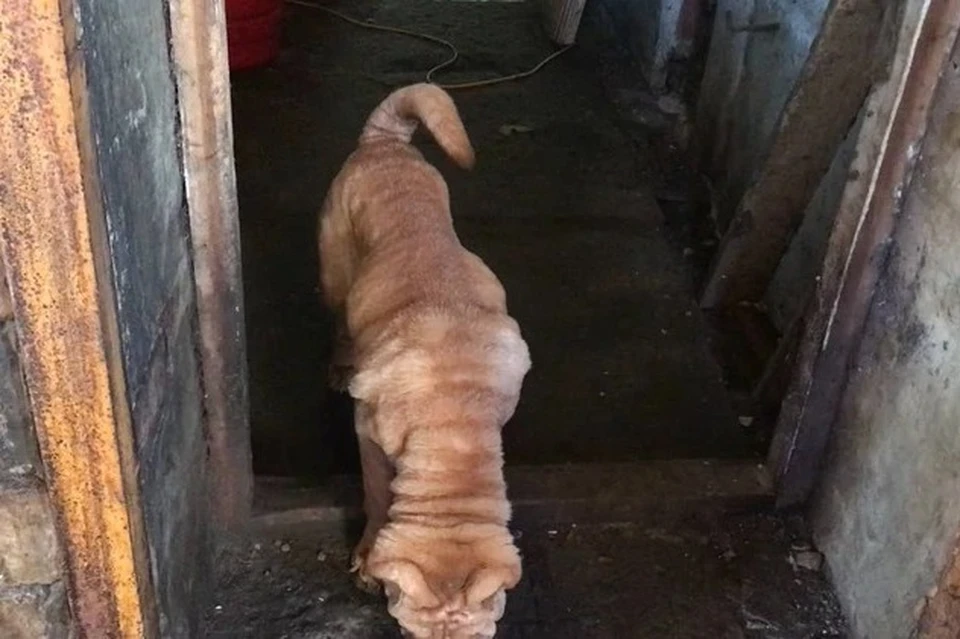 Одна из собак в питомнике пытались напиться, слизывая воду с порога двери