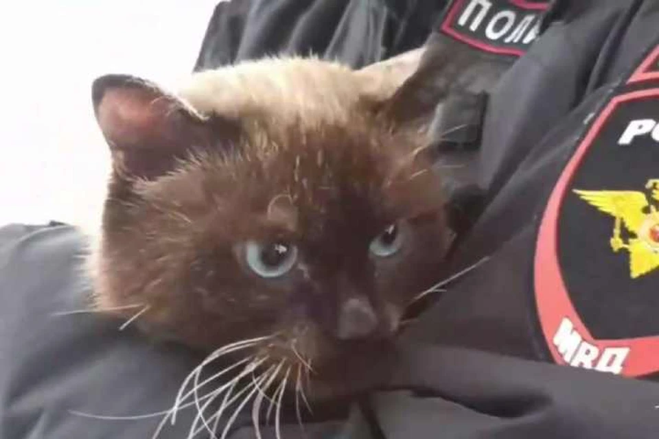 Полицейские из Братска спасли жизнь коту, которого сбила машина