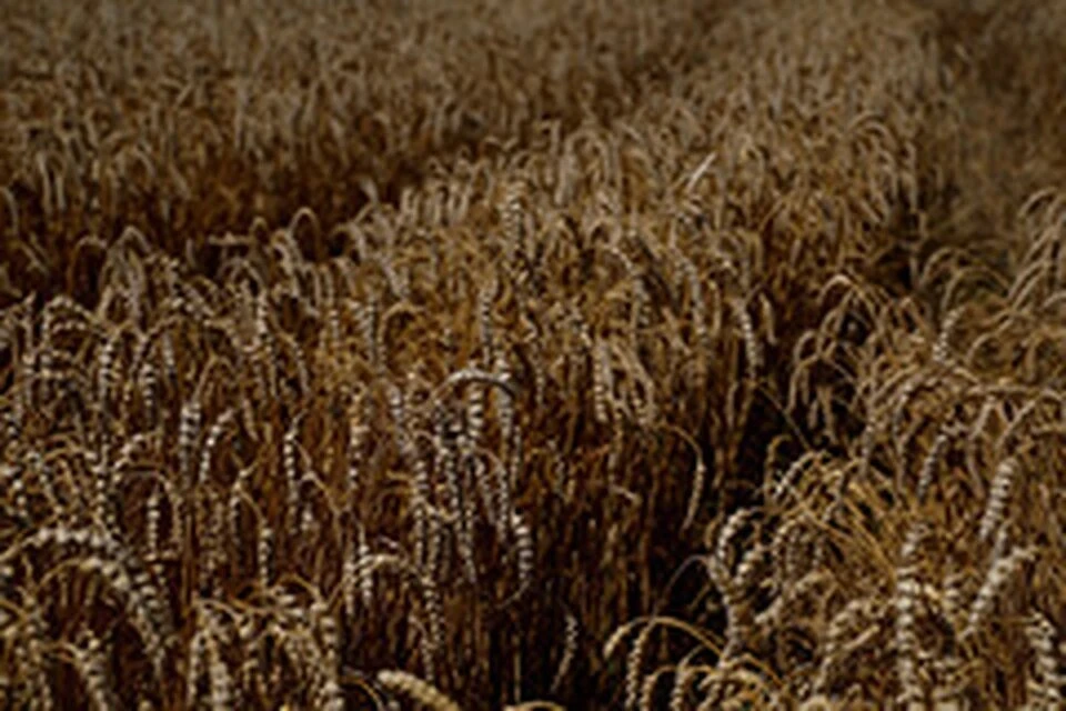 Кабмин РФ утвердил дополнительную тарифную квоту на вывоз зерновых в 2024 году