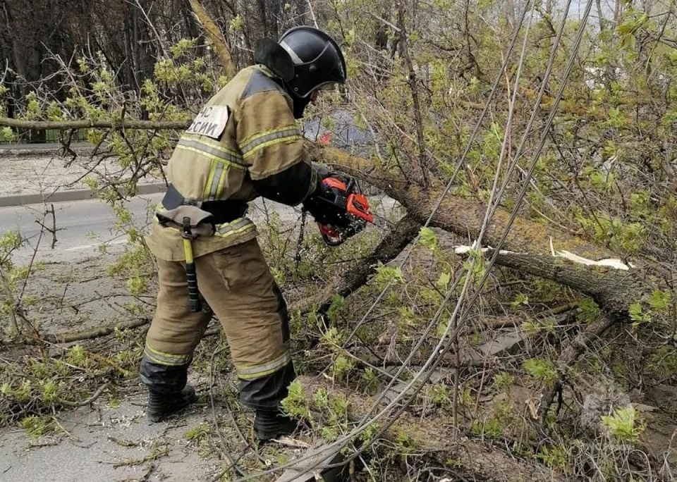Ураган в Тульской области повалил полсотни деревьев