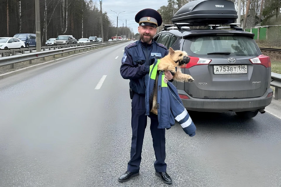 Как собачка оказалась среди машин, неизвестно. Фото: vk.com/gibdd_spb_kurort
