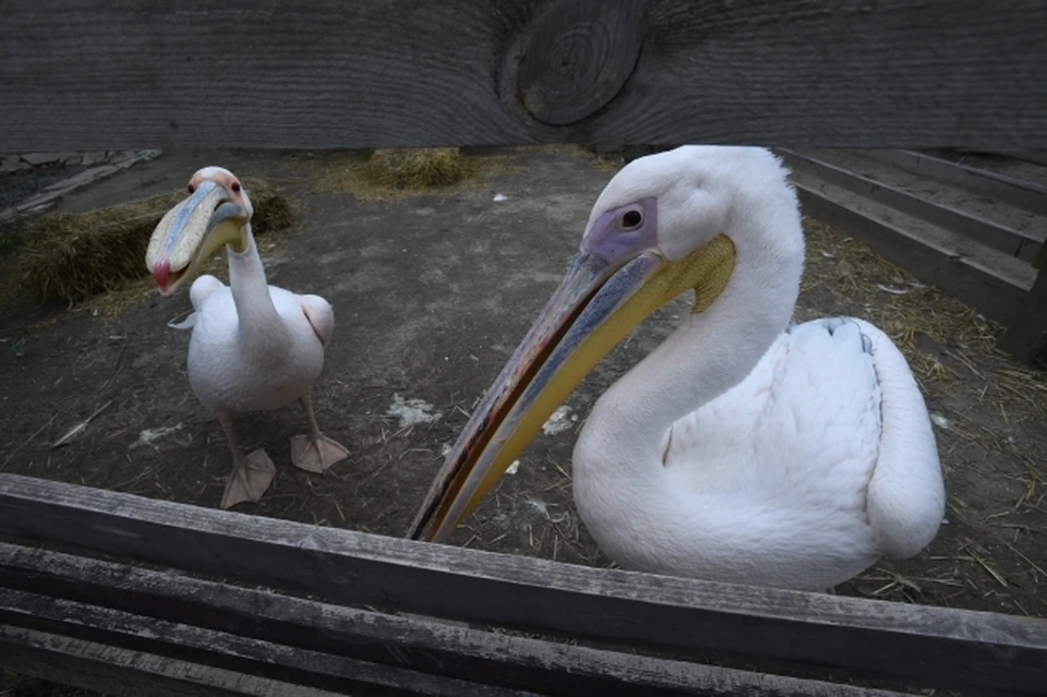 Пеликаны поедут в Херсонскую область