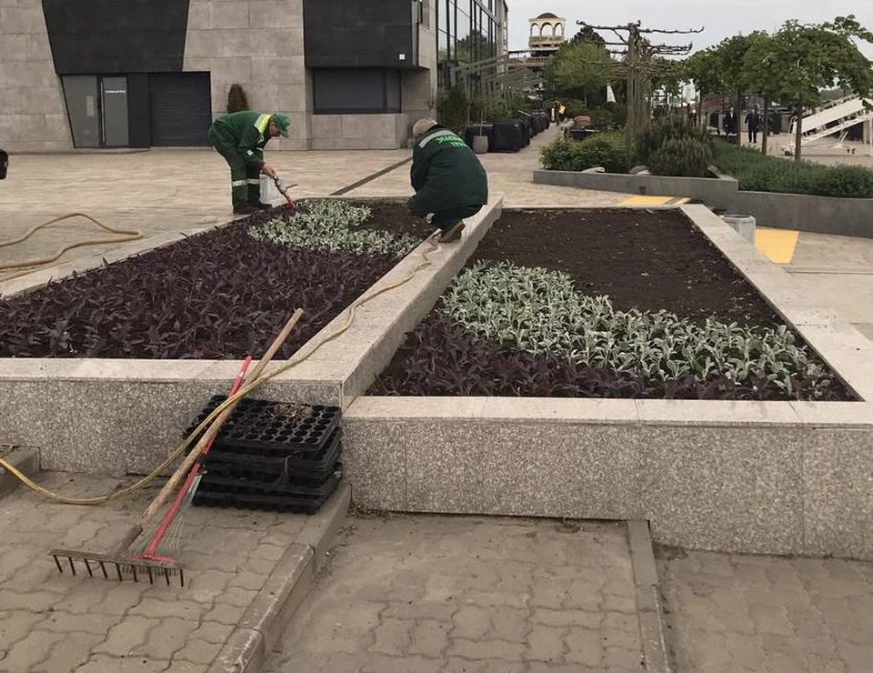 В донской столице начали высаживать летние растения. Фото: администрация Ростова-на-Дону
