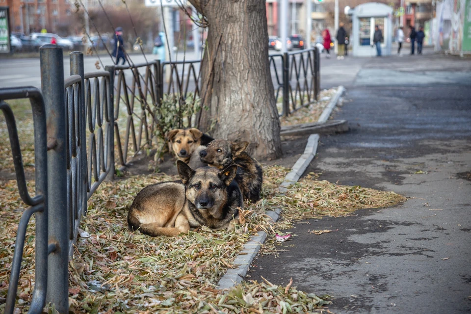 В Назарове Красноярского края активизировались догхантеры