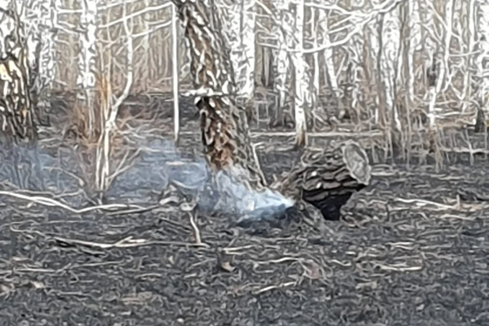 Выжженная трава на месте происшествия под Ребрихой