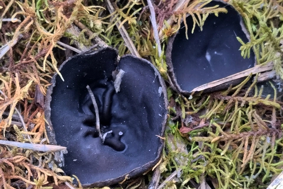 Новосибирец нашел в лесу странные черные грибы в форме чаш. Фото: предоставлено Ринатом Султановым.