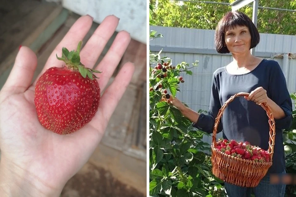 Елена учит людей выращивать землянику правильно и получать крупные ягоды.