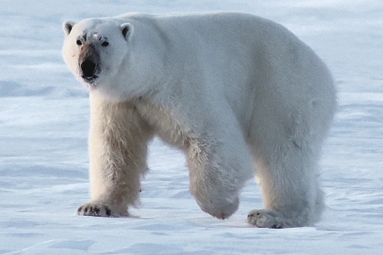 Сомкнули ряды, достали ружье: отряд лыжников в Арктике встретился с белым медведем, который объявил на них охоту