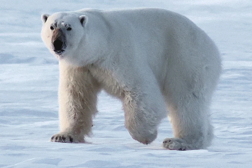 Лыжникам от белого медведя пришлось буквально отстреливаться, потому что он… объявил на них охоту.