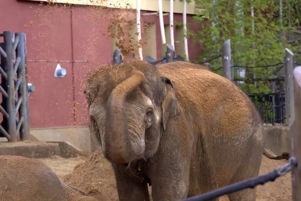 Слонам из Московского зоопарка насыпали новый песок для развлечений Фото: пресс-служба Московского зоопарка, стоп-кадр из видео