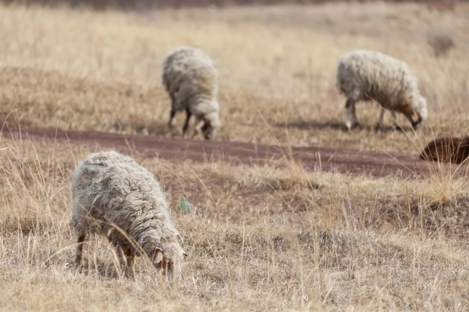 Владимир Уйба считает, что надо развивать овцеводство в районах Коми
