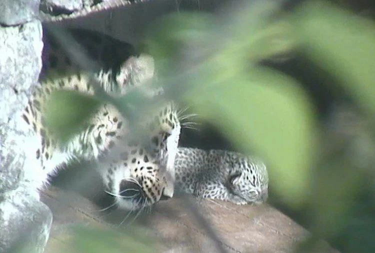 Невероятный подарок! В Сочи трехлапая самка леопарда вопреки законам природы снова стала мамой