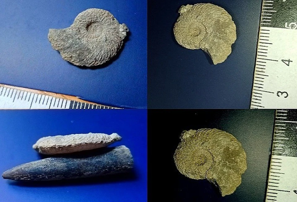 Окаменелости аммонитов, обитавших у нынешнего побережья Крыма 170 миллионов лет назад. Фото: Виталий Родионов/Вконтакте