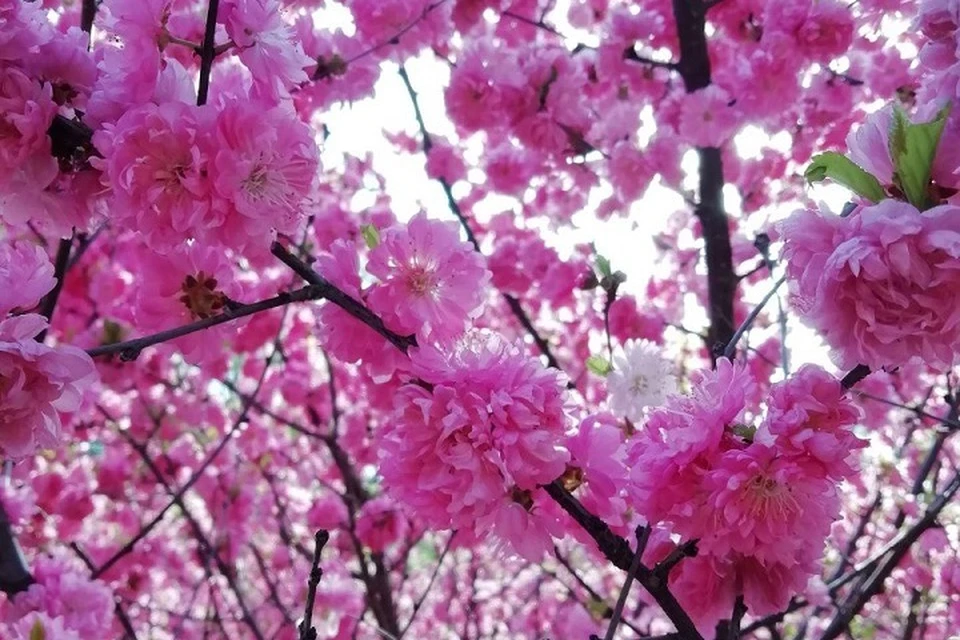 В Японию не обязательно: где в Хабаровске можно сделать красивые фото в розовых цветах «сакуры»