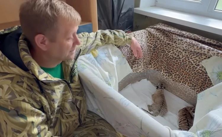 Сразу две тигрицы отказались от новорожденных малышей в крымском парке «Тайган»