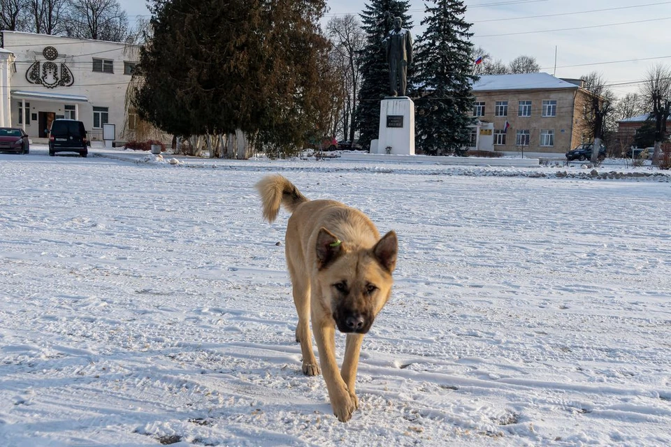 В Алтайском крае в 2025 году могут ввести маркировку домашних животных.