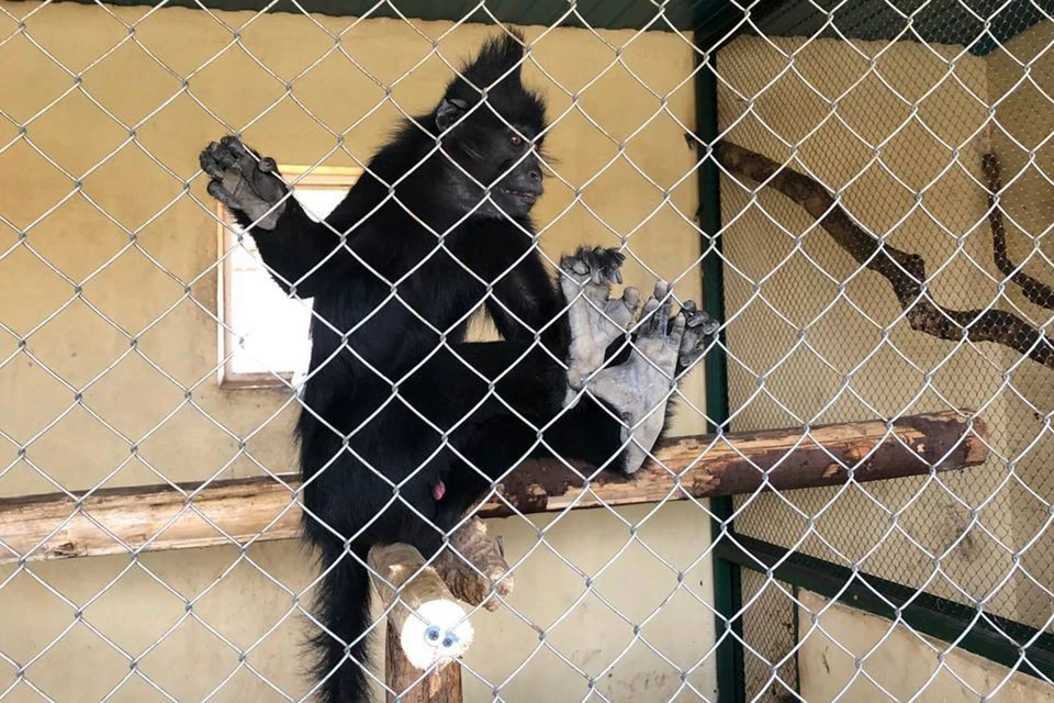 Частный зоопарк в Москве подозревают в жестоком обращении с животными. Фото: Прокуратура Москвы