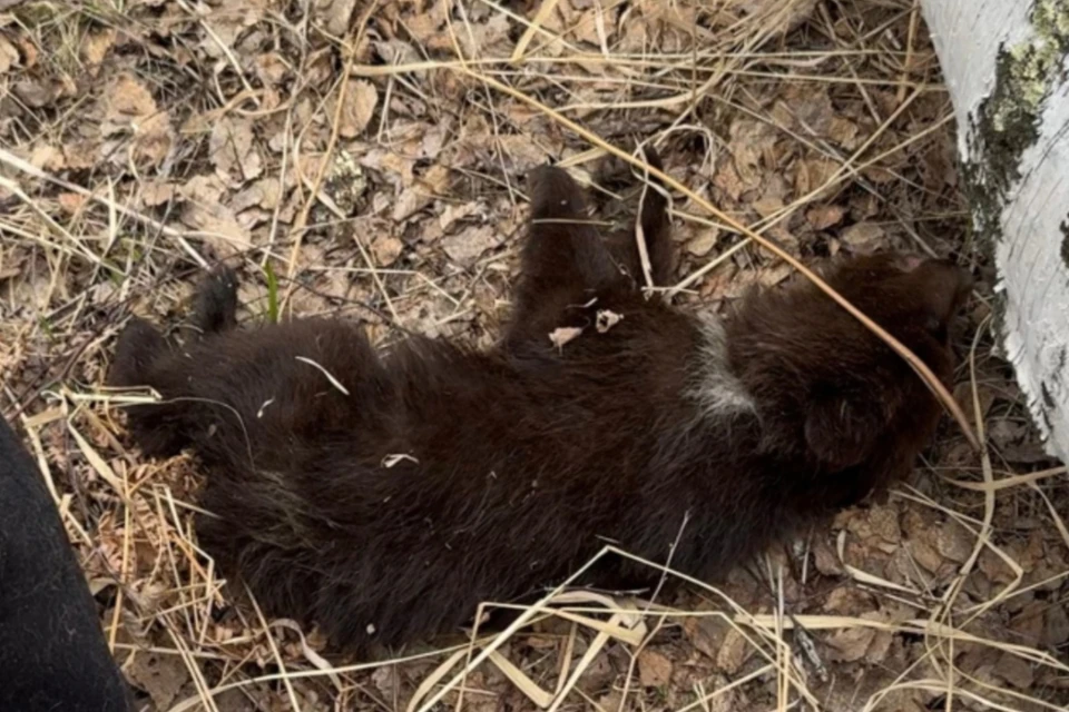 Едва живого медвежонка нашли у трассы. Фото: Предоставлено волонтерами «ГБР_ZOO_НСК»