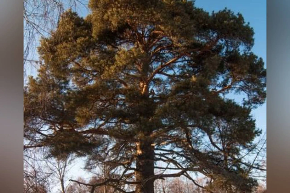 350-летняя сосна из Нижегородской области претендует на звание дерево года. Фото: сайт конкурса.