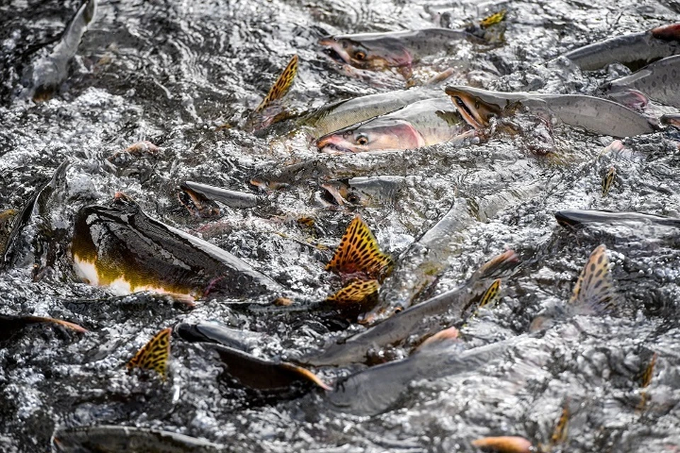 Организованную группу обвиняют в незаконной добыче лососевых в Николаевске