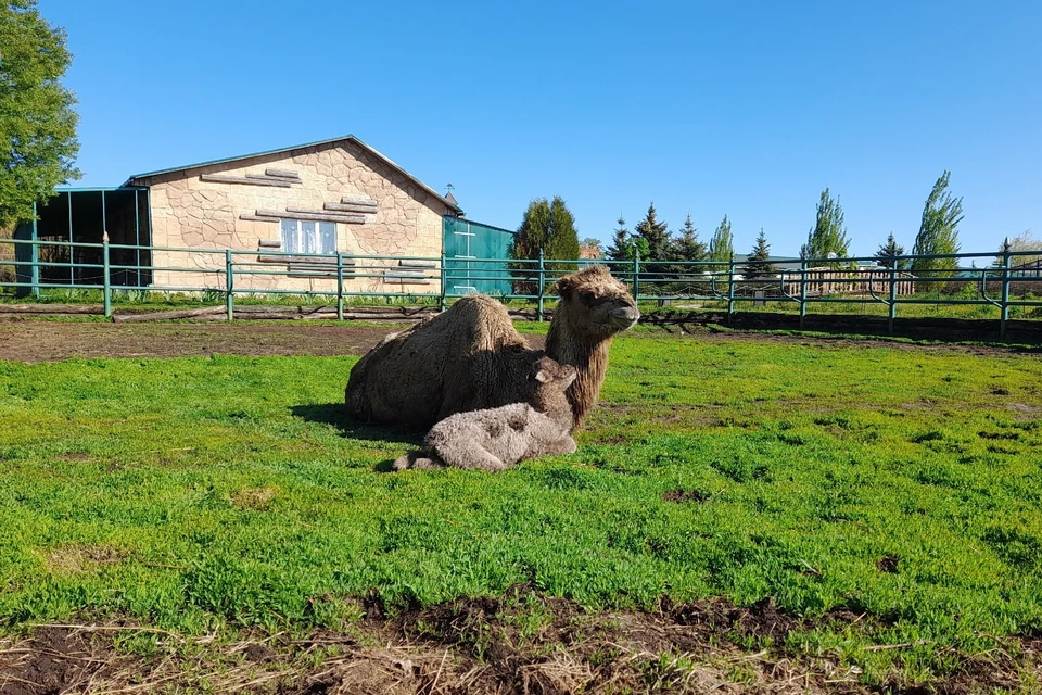 Фотографии верблюдицы Марты и ее малыша появились 8 мая. Источник: Ряжский зоопарк, vk.com/public213253465