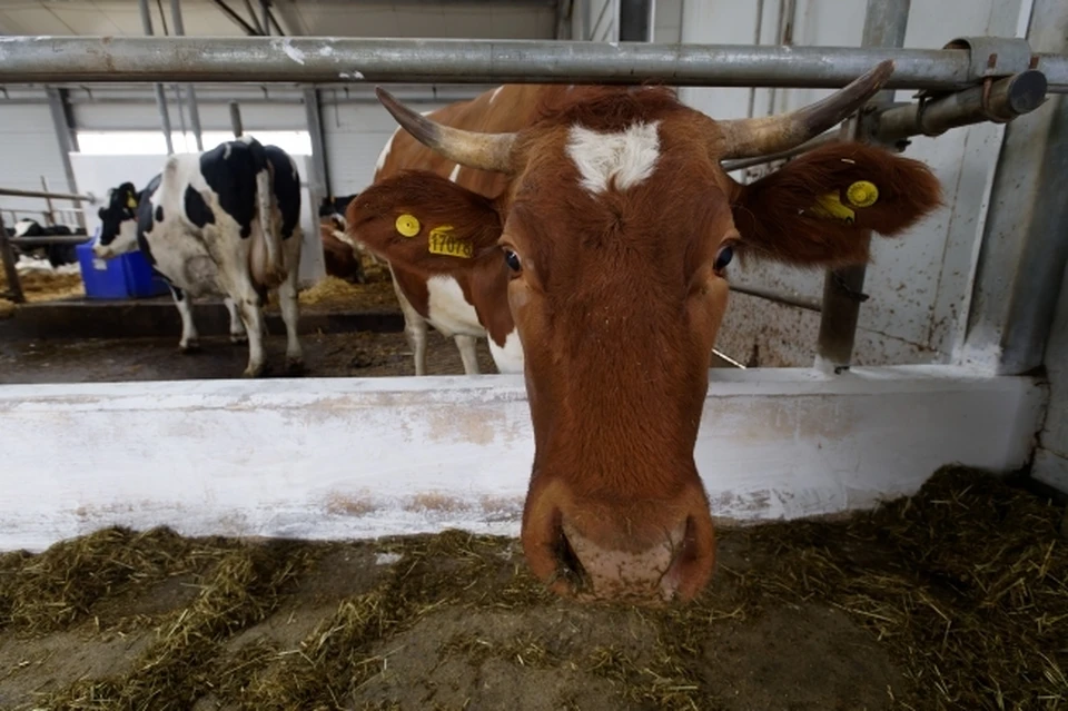 Карантин по лейкозу крупного рогатого скота отменили в хозяйстве ЕАО