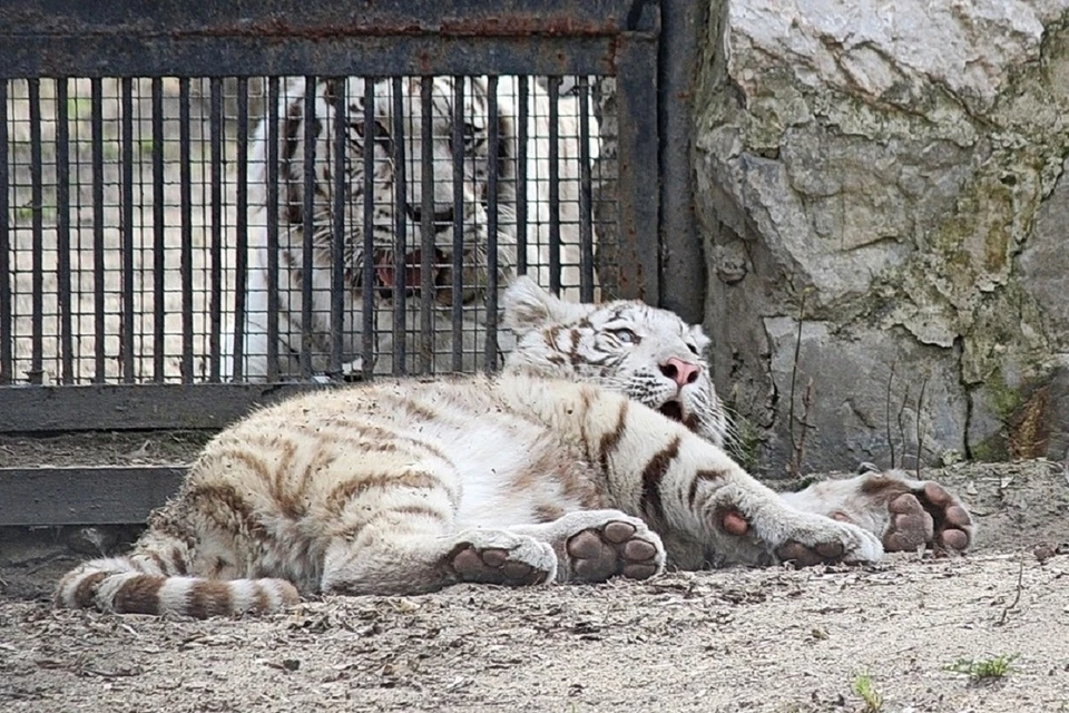 Стало известно, откуда в Новосибирский зоопарк привезли бенгальского тигрёнка. Фото: предоставлено Анной Новиковой.