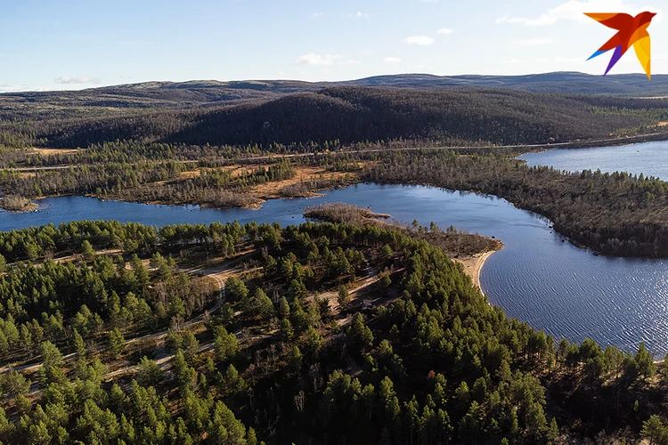 В Мурманской области за 5 лет восстановили семь тысяч гектаров леса