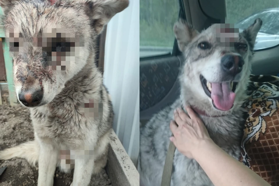 Неизвестные били щенка кочергой и выбили глаз. Фото: Предоставлено волонтерами
