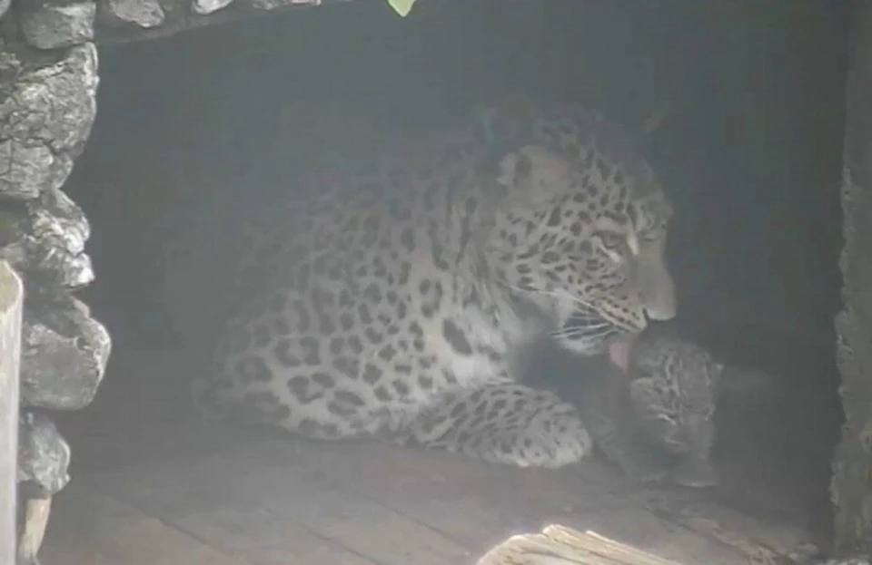 Заботливая самка леопарда с потомством. Фото: скриншот