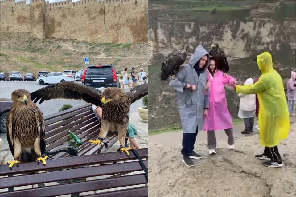 В Дагестане браконьеры использовали орлов для наживы на снимках с туристами. Фото: соцсети